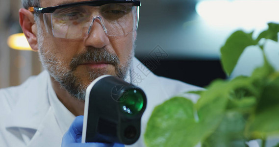 使用温度计测量绿色植物温度的男科学图片