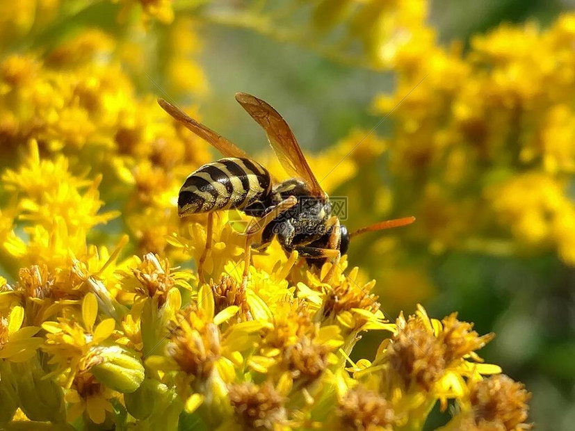 黄蜂队VS掘金队
