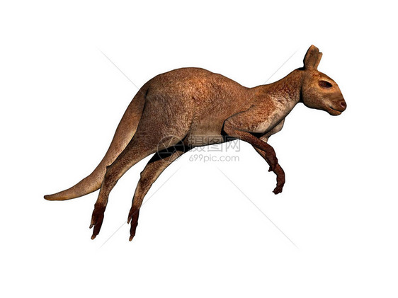 澳洲袋鼠跳过大草原图片