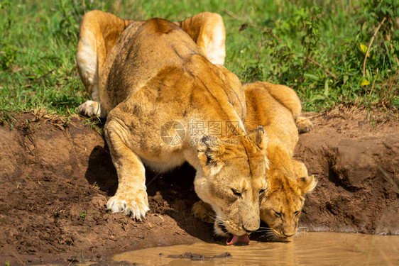 母狮饮水与幼崽的特写图片