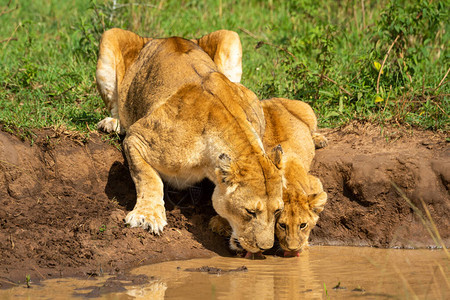 母狮与幼崽饮用水图片
