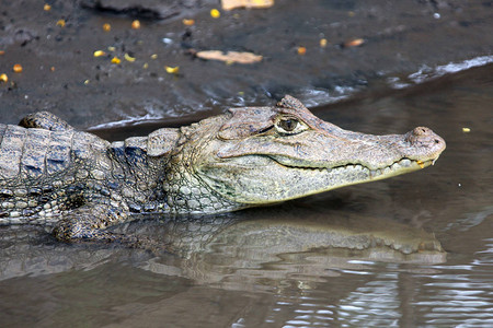 在哥斯达黎加开曼鳄鱼近距图片