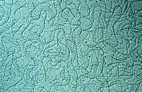 显微镜下的蓝绿藻链图片
