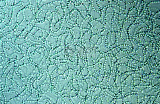 显微镜下的蓝绿藻链图片