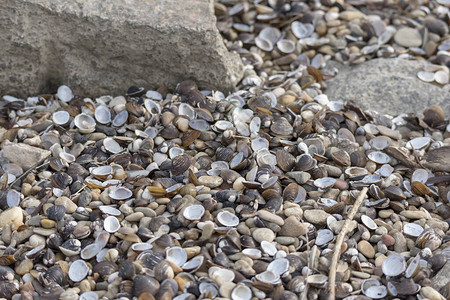 河边的小贝壳以岩石和鹅卵石为背景图片