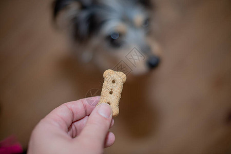 手拿着狗零食的特写镜头图片