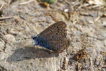 蓝蝴蝶翅膀上有彩色斑点图片