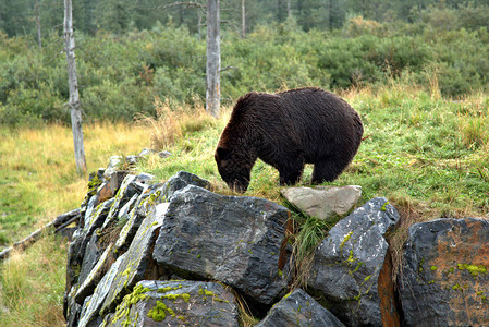 阿拉斯加灰熊被阿拉斯加当图片
