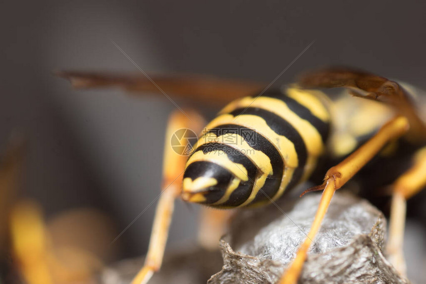 掘金对决黄蜂 约基奇率队冲击季后赛关键战 黄蜂青年军主场迎强敌考验战术执行力