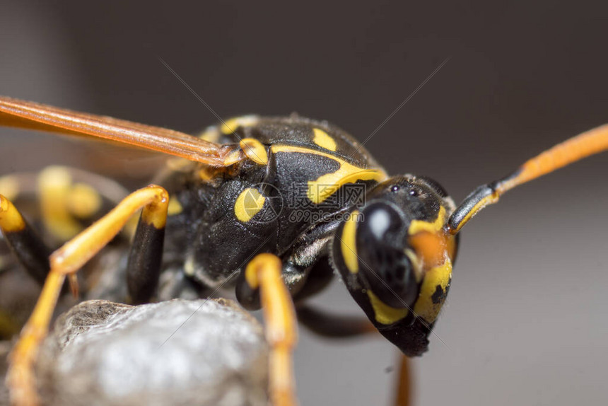 黄蜂vs掘金nba直播黄蜂vs掘金全场直播免费观看