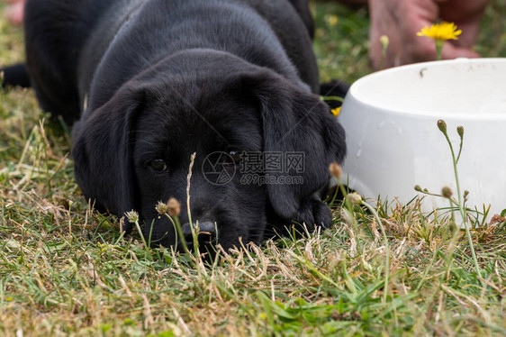 一只8周大的黑色拉布多小狗躺在食物碗旁边的草地图片
