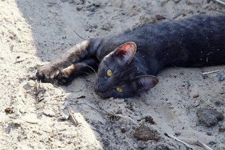 幼猫在沙子中躺着图片