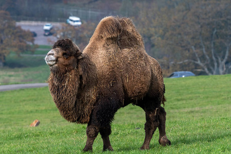 在草原上绘制了一只黄骆驼的肖像camelusbactr图片