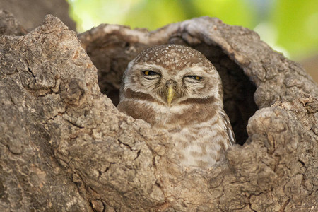 巢中的斑点猫头鹰背景图片