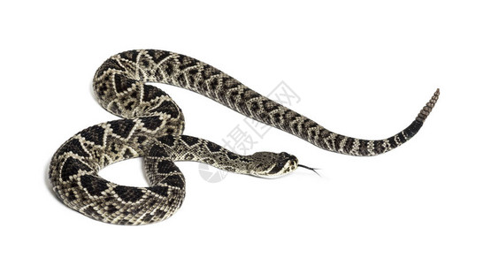Crotalusatrox西部菱纹背响尾蛇或德克萨斯菱纹背白图片