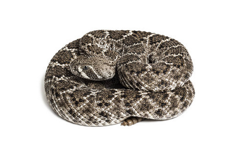 Crotalusatrox西部菱纹背响尾蛇或德克萨斯菱纹背毒蛇在白色背背景图片