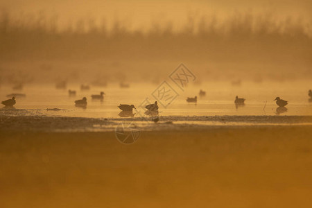 日出时湿地鸭群背景图片