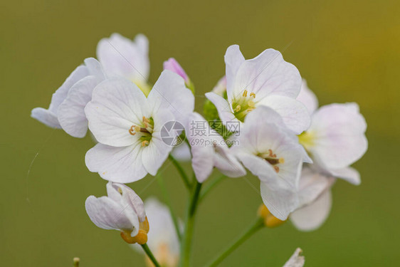 紧贴着开花的椰枣花Cardamineprat图片