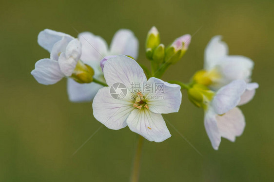 紧贴着开花的椰枣花Cardamineprat图片