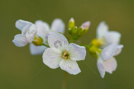 紧贴着开花的椰枣花Cardamineprat图片