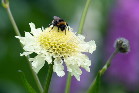 一只蜜蜂在近距离授粉一朵奶油针刺花scabiosaochlo图片