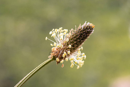 窄叶平板植物植物乳图片