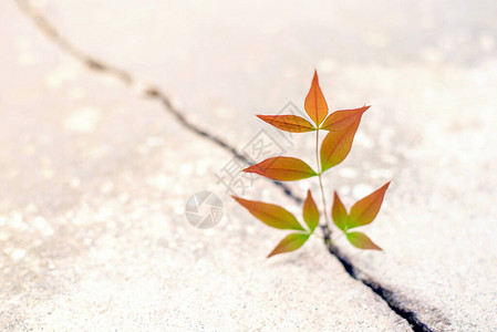 南天竹植物从马路上的裂缝中生长图片