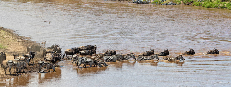 斑马和野生动物的牧群游过肯尼亚图片