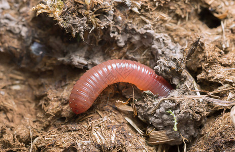 牛粪里的雨虫图片素材