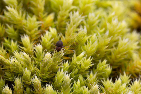 苔藓上的Sminthuridae弹尾图片