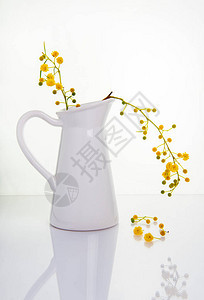 白花瓶上方的acacia植物上的黄色花朵图片