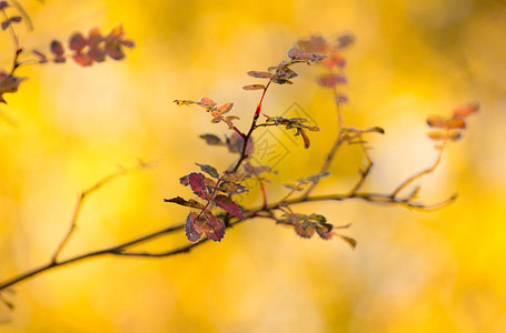 秋天颜色的叶子的玫瑰树枝背景图片