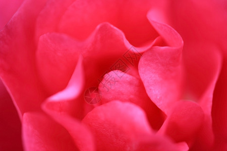 精致的粉红色花朵特写图片