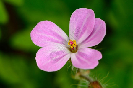 药草罗伯特geraniumrobertianum花的宏观拍摄图片