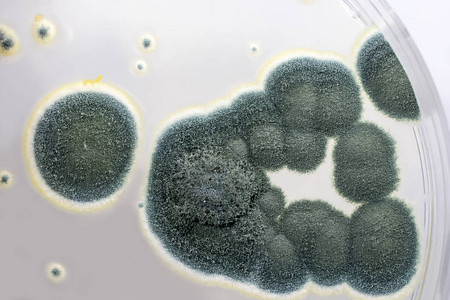 在沙氏葡萄糖琼脂上生长的青霉菌落图片