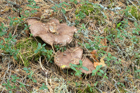 Bitter牙菌Sarcodonscabrosus在昏图片