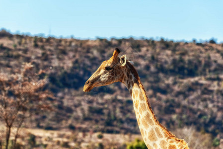 长颈鹿Giraffacomlopardalis的图片
