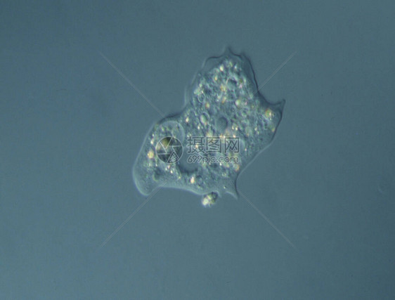 显微镜下水滴中的纤毛虫和变形虫图片