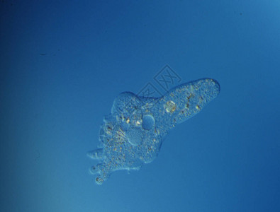 显微镜下水滴中的纤毛虫和变形虫图片