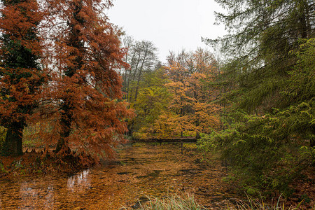秋天风景叶子被的颜色淹图片