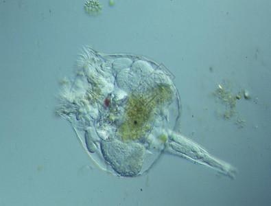 显微镜下的扶轮动物在一滴水中的显微图片