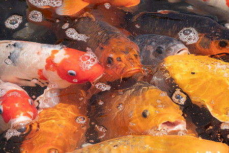 一群金鱼张嘴等待池塘觅食图片