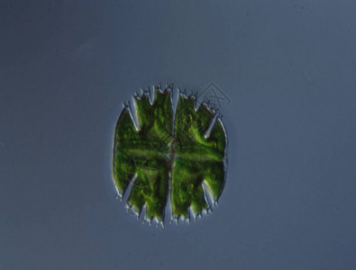 100倍水滴中的观赏藻类Micrasterias图片