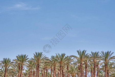 在海滩的棕榈树旅游旺季图片
