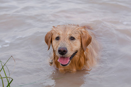 金毛猎犬在湖边玩耍图片