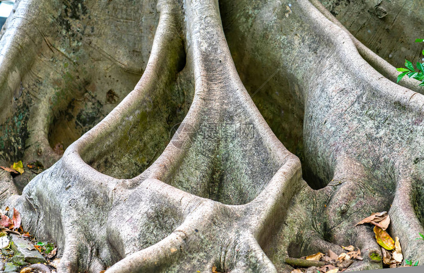 百年寿命超过100年的巴尼扬树图片