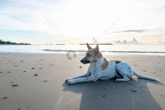 早上狗坐在海边的沙滩上图片