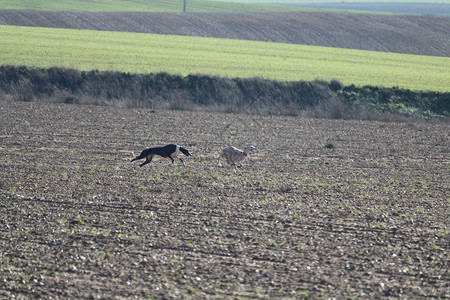 美丽的打猎日狗在野兔后面跑来去追逐它图片