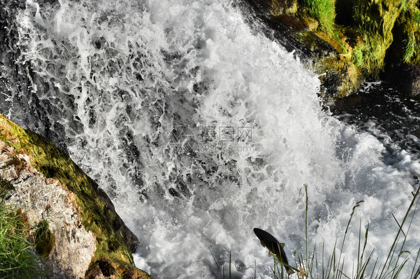 在瑞士阳光瀑布跳跃的鱼20图片
