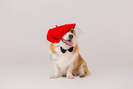 柯基犬白底可爱的柯基犬和一顶帽子背景